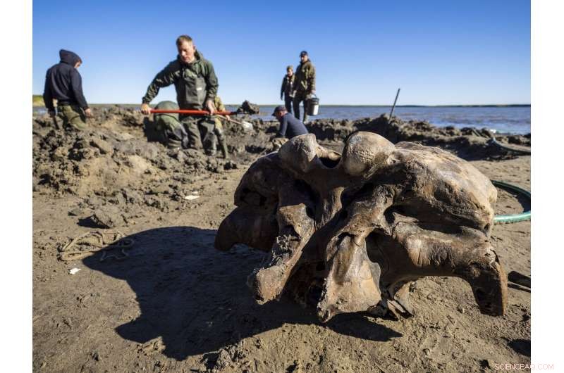 Scientists Discover Impeccably Preserved Mammoth Skeleton in Siberian Lake
