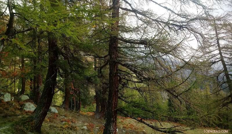 Why Rising Tree Mortality Threatens Forest Carbon Sequestration