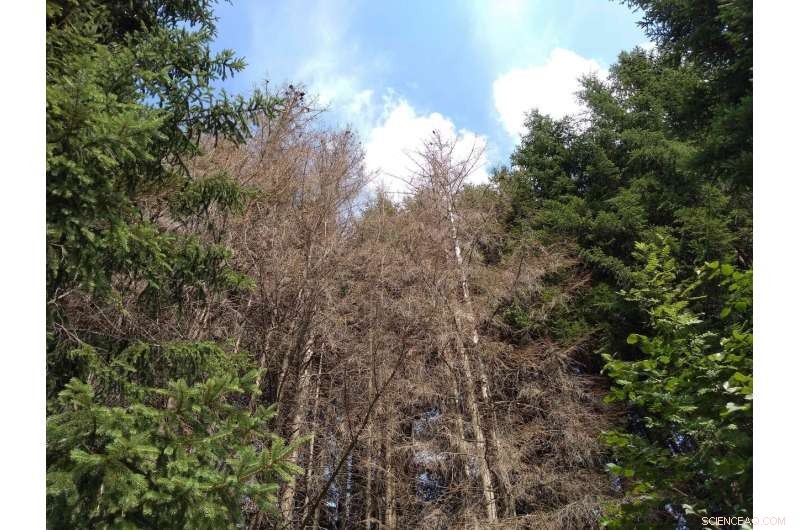 Why Rising Tree Mortality Threatens Forest Carbon Sequestration