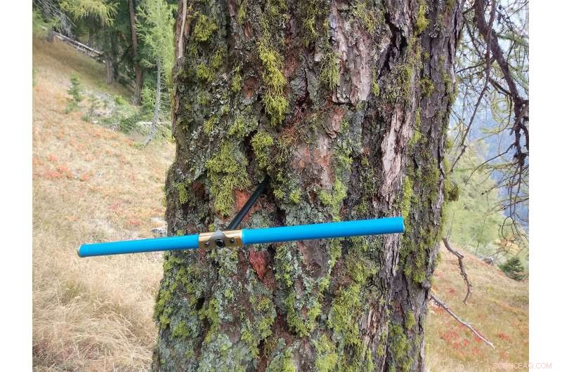 Why Rising Tree Mortality Threatens Forest Carbon Sequestration