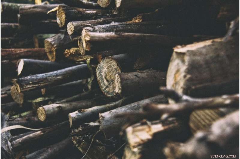 Slowing Deforestation to Stop Future Pandemics – Understanding the Cost