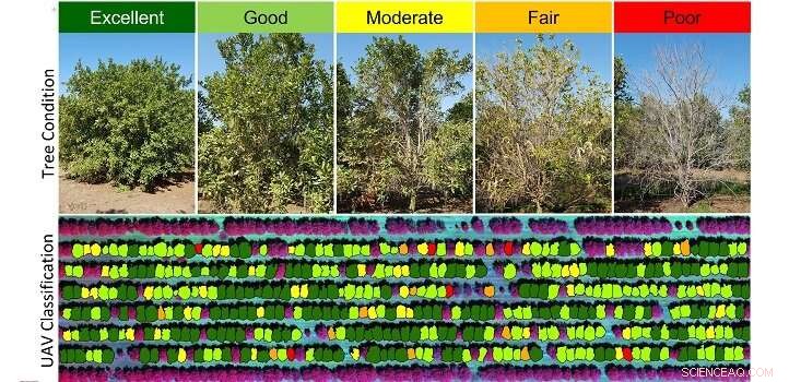Accurate Aerial Diagnosis of Individual Trees Using Satellite and UAV Data