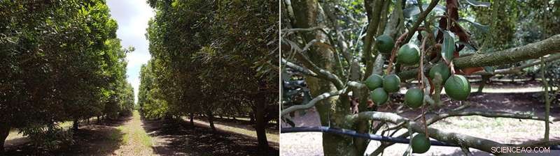 Accurate Aerial Diagnosis of Individual Trees Using Satellite and UAV Data