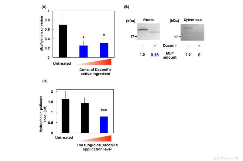 Pesticides Reduce Hydrophobic Pollutant Accumulation in Cucurbitaceae Crops