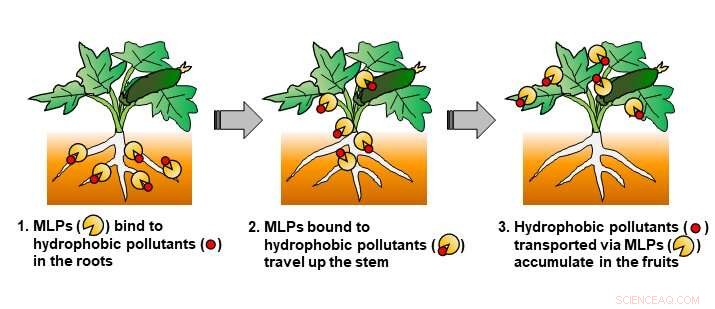 Pesticides Reduce Hydrophobic Pollutant Accumulation in Cucurbitaceae Crops