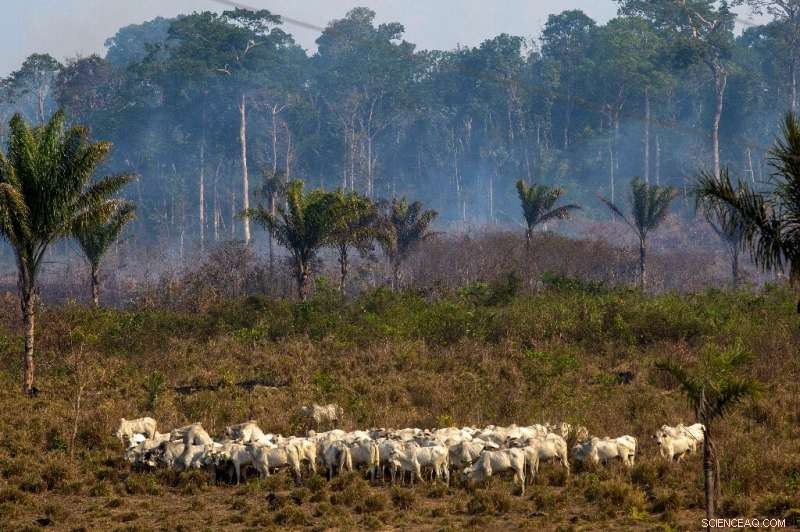 Study Links Global Meat Giant JBS to Amazon Deforestation
