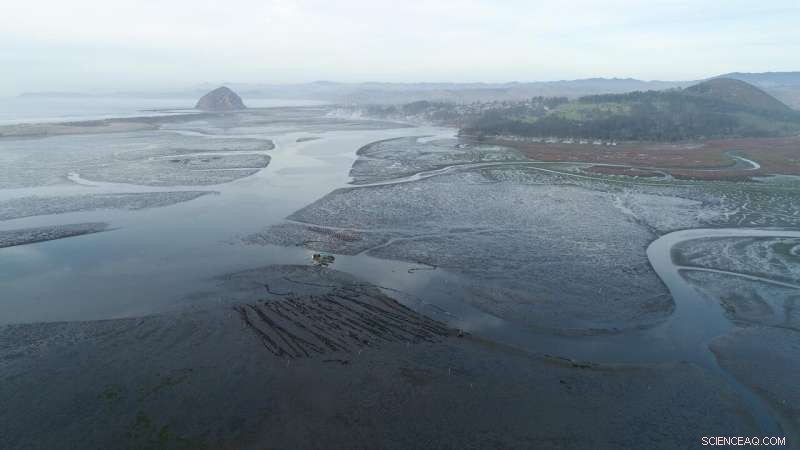Massive Eelgrass Die-Off in Morro Bay Triggers Extensive Shoreline Erosion