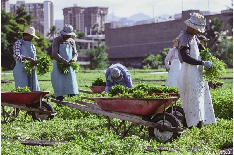 University of Hawai i Partners with Sumida Farm on Groundbreaking Sustainability Research
