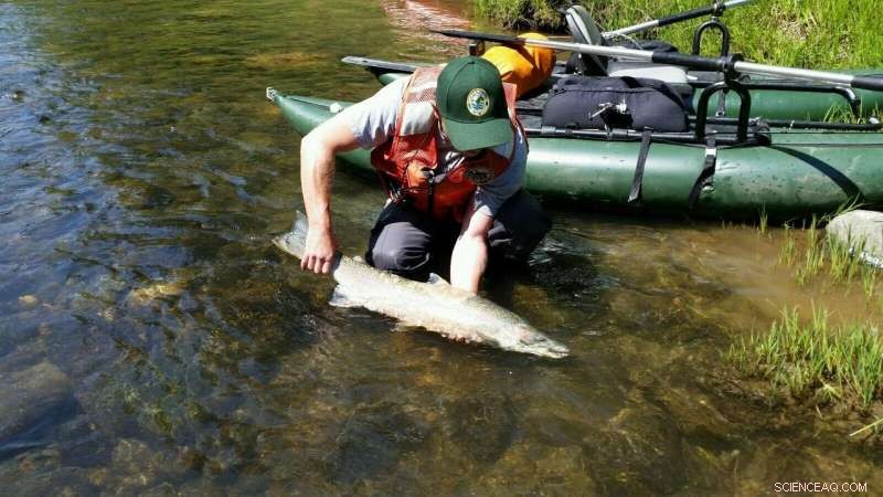 Inside Trout Nest Building: How Rainbow Trout Construct Spawning Pits