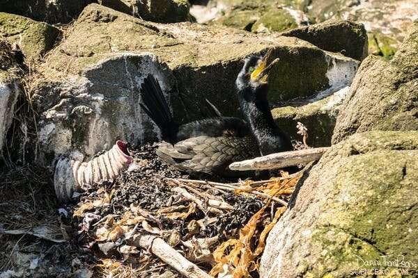 Urgent Findings: Plastic Contaminates Seabird Nests Across the UK