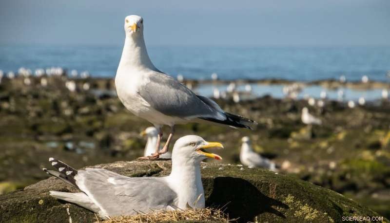 Urgent Findings: Plastic Contaminates Seabird Nests Across the UK
