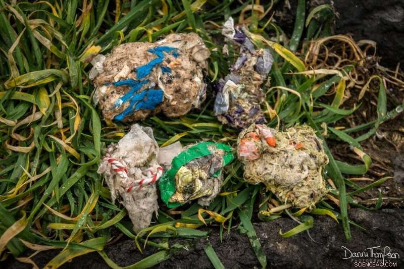 Urgent Findings: Plastic Contaminates Seabird Nests Across the UK