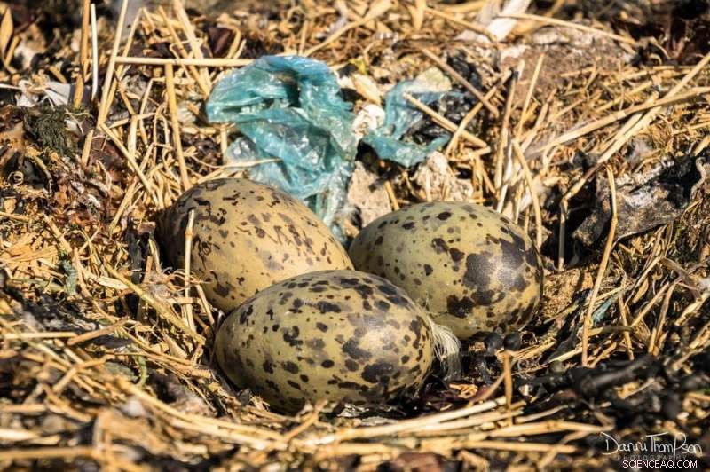 Urgent Findings: Plastic Contaminates Seabird Nests Across the UK