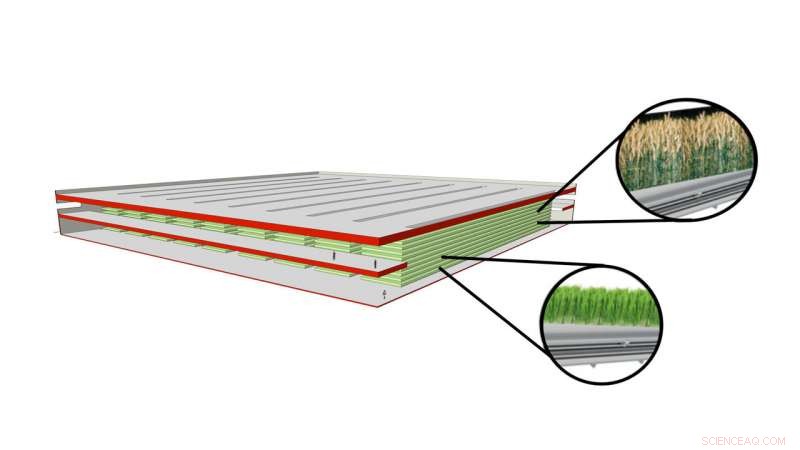 Maximizing Wheat Yields in Controlled-Environment Vertical Farms