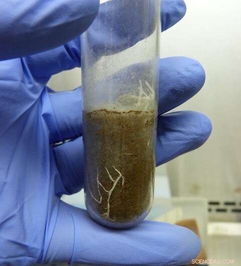 New Study Illuminates How Microbial Diversity Drives Soil Carbon Sequestration