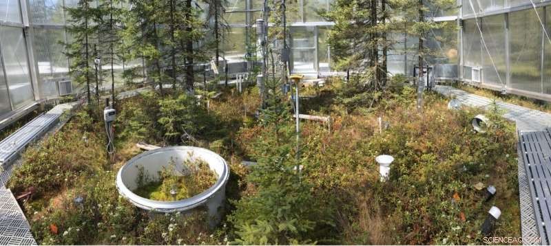 Scientists Observe Accelerated Carbon Release from Warming Peatlands