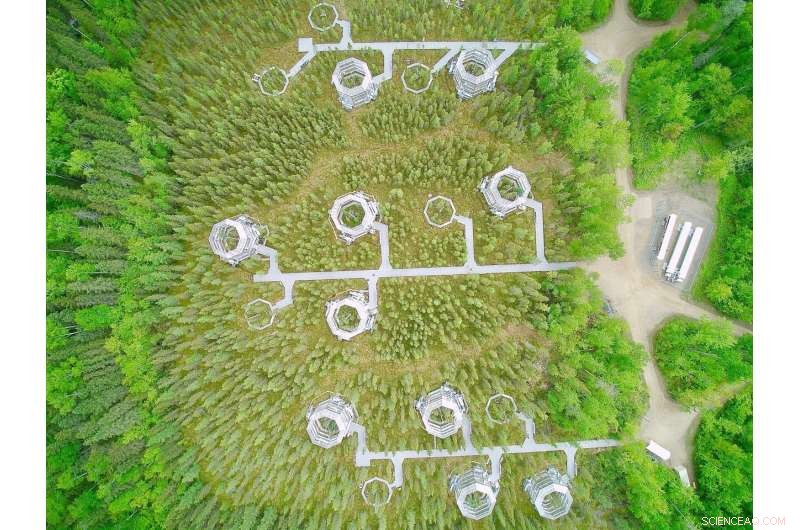 Scientists Observe Accelerated Carbon Release from Warming Peatlands