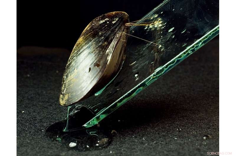 Low Seawater Iron Levels Compromise Mussel Adhesion