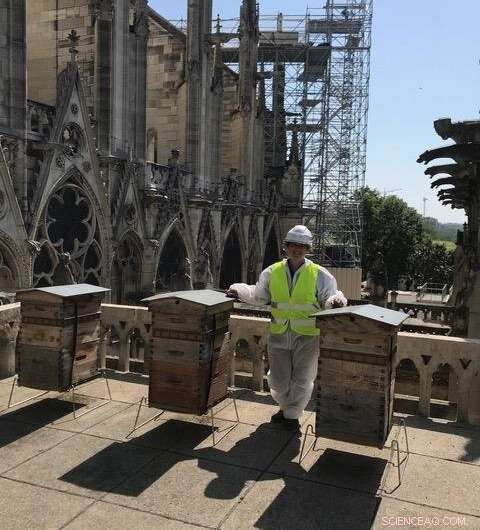 Lead from Notre Dame Fire Found in Parisian Honey: A Public Health Concern