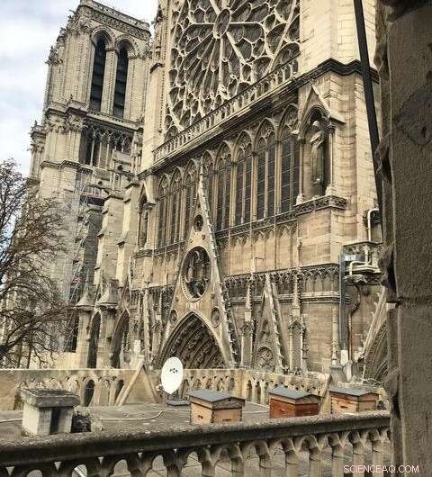Lead from Notre Dame Fire Found in Parisian Honey: A Public Health Concern