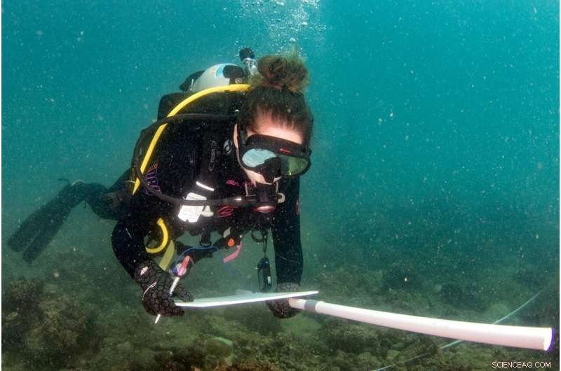 Shellfish Safety Threatened: Plastics, Pathogens, and Baby Formula Contaminants