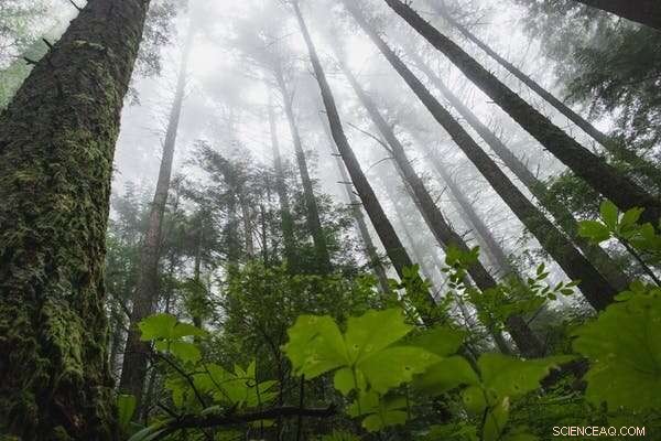Which Plays a Bigger Role in Climate Mitigation: Young Trees or Mature Forests?