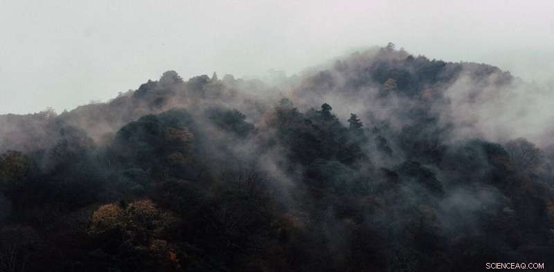 Which Plays a Bigger Role in Climate Mitigation: Young Trees or Mature Forests?