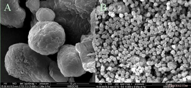 Microplastic Consumption Triggers Toxicity in Utricularia aurea