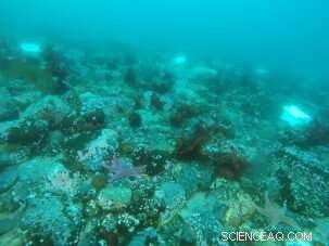 Antarctic Ice Scouring: How It Disrupts Coastal Ecosystems