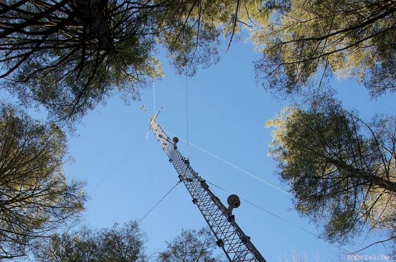 New England Forests Capture More Carbon as Climate Warms
