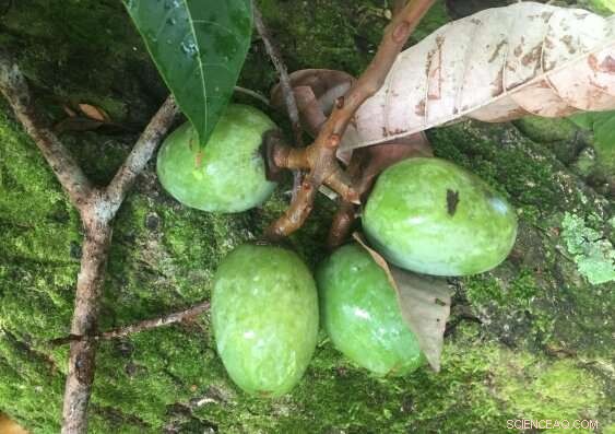 Defending Indigenous Bush Foods and Traditional Medicines from Biopiracy