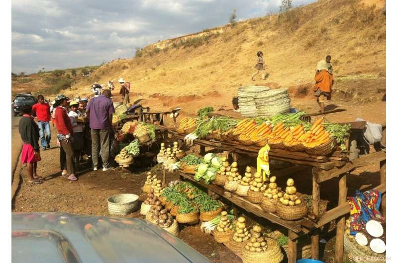 Defending Indigenous Bush Foods and Traditional Medicines from Biopiracy