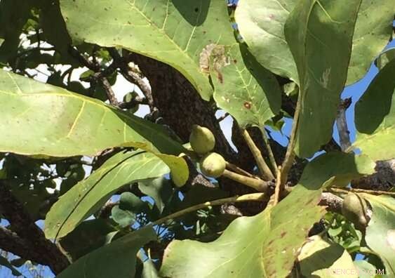 Defending Indigenous Bush Foods and Traditional Medicines from Biopiracy