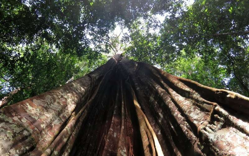 Small Trees: A New Hope for Drought-Resistant Rainforests