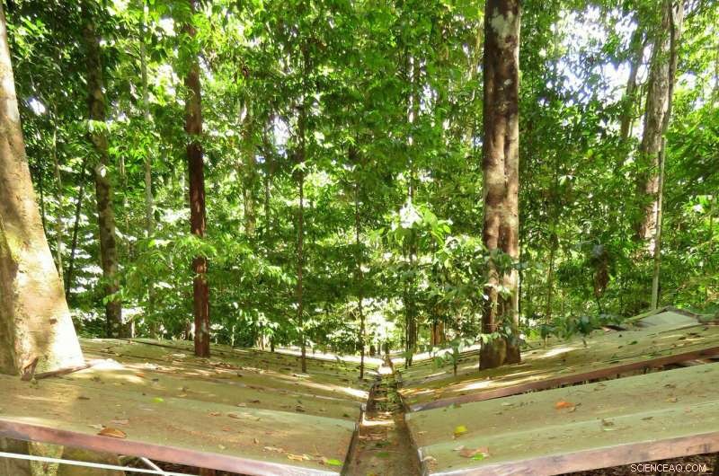 Small Trees: A New Hope for Drought-Resistant Rainforests