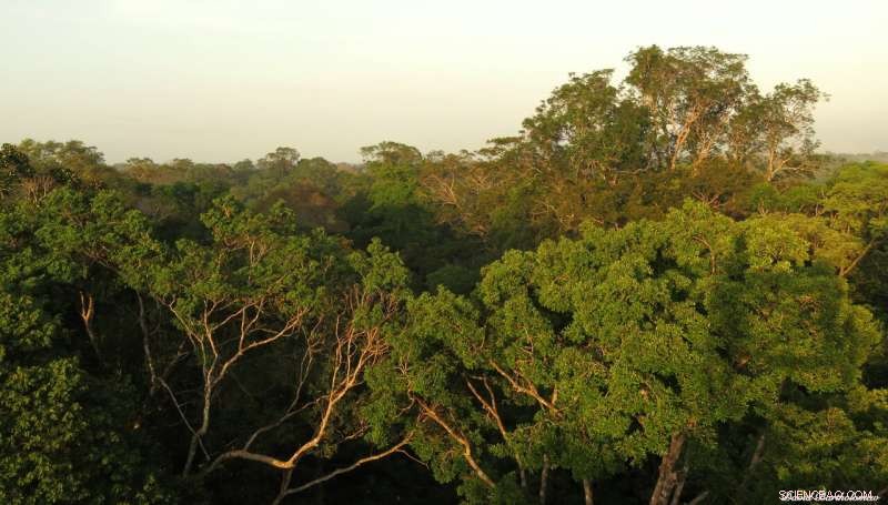 Small Trees: A New Hope for Drought-Resistant Rainforests