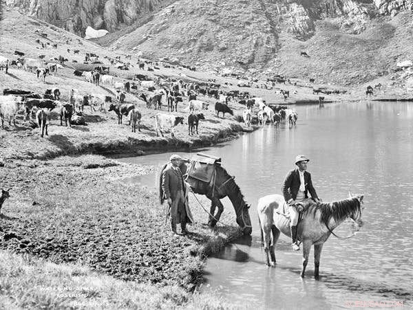Preserving the Australian Alps: The Science and Courage Behind Their Survival