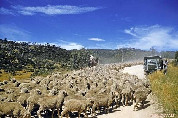 Preserving the Australian Alps: The Science and Courage Behind Their Survival