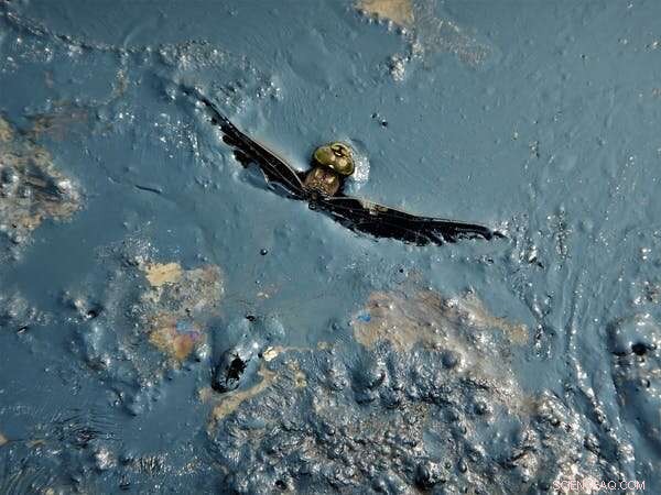 Controlled Oil Spill in a Canadian Lake: Scientists  Purpose and Findings