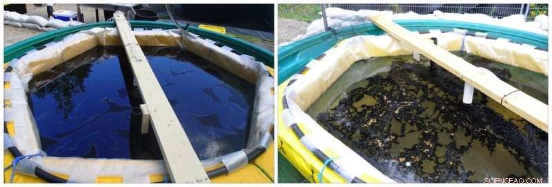 Controlled Oil Spill in a Canadian Lake: Scientists  Purpose and Findings