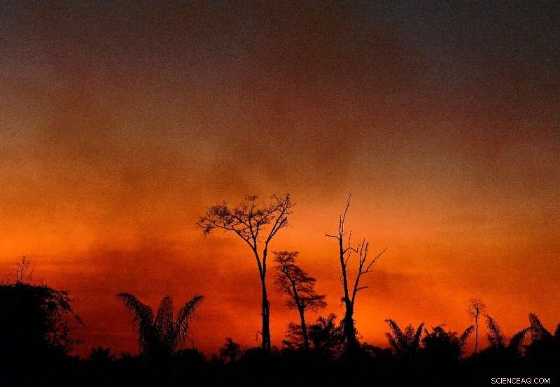 July Amazon Deforestation: Over 1,600 km² Lost in Brazil