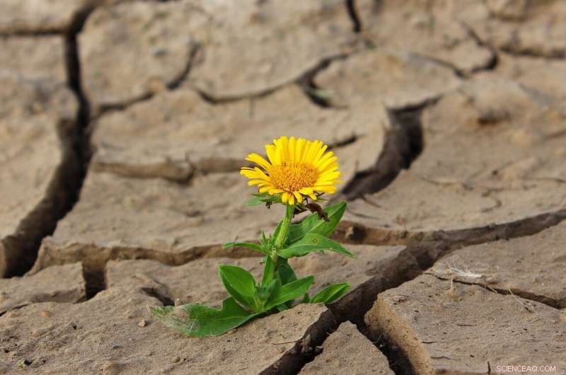 New Research Warns Future Heatwaves Could Kill Millions if Emissions Remain Unchecked