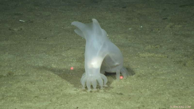 Rethinking Deep‑Sea Mining: How Misconceptions Undermine Impact Assessments