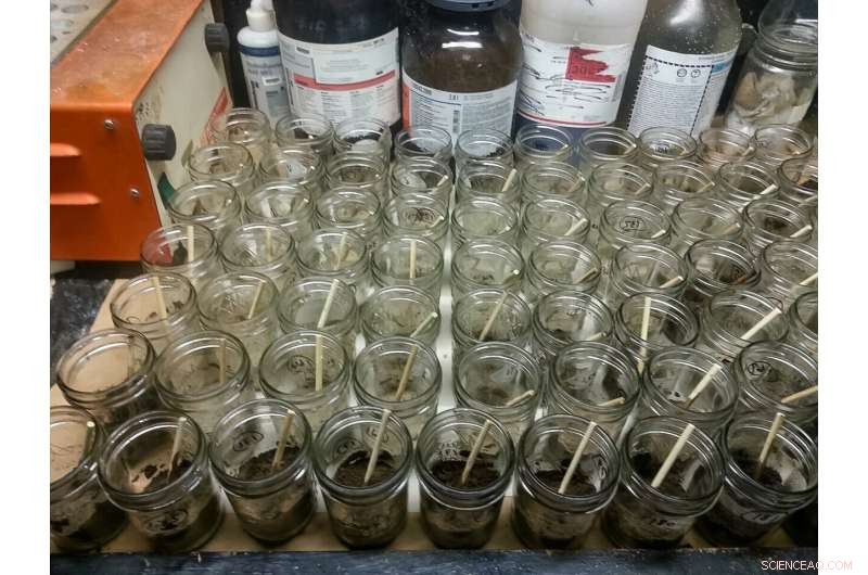 Accelerating Soil Recovery After Oil Spills with Advanced Technology