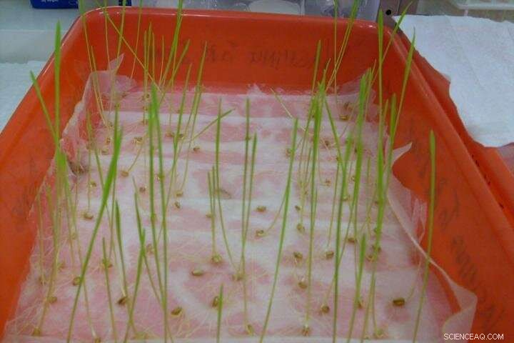 Wheat and Couch Grass Show Promising Ability to Remediate Toxic Metals in Contaminated Soils