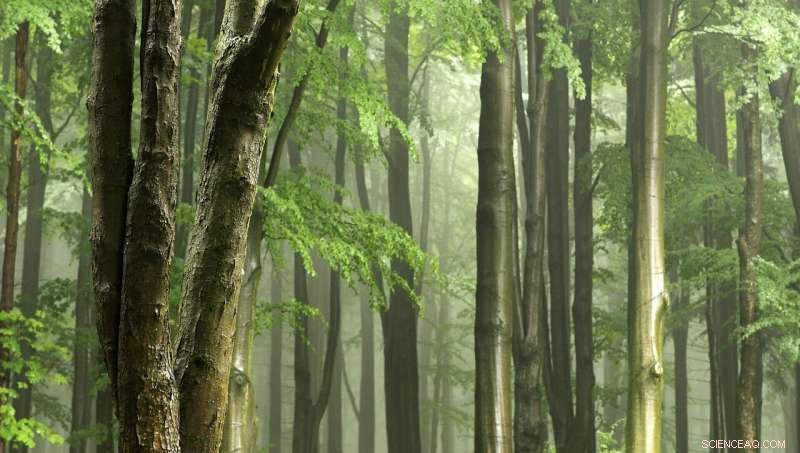 Global Study Urges Immediate Protection of Last Remaining Tropical Forests