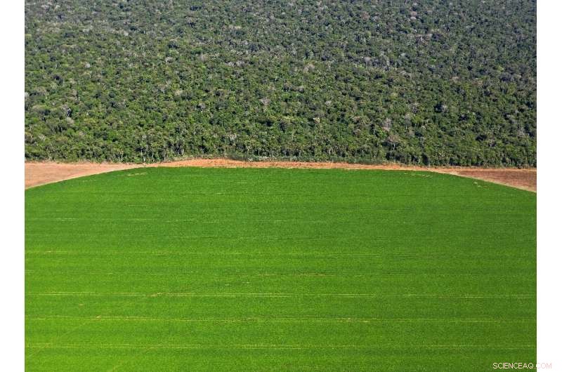 Brazilian Farmers Thrive Amid Booming Business, Yet Deforestation Threats Persist