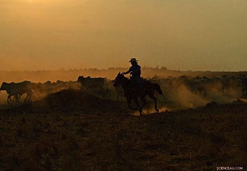 Brazilian Farmers Thrive Amid Booming Business, Yet Deforestation Threats Persist