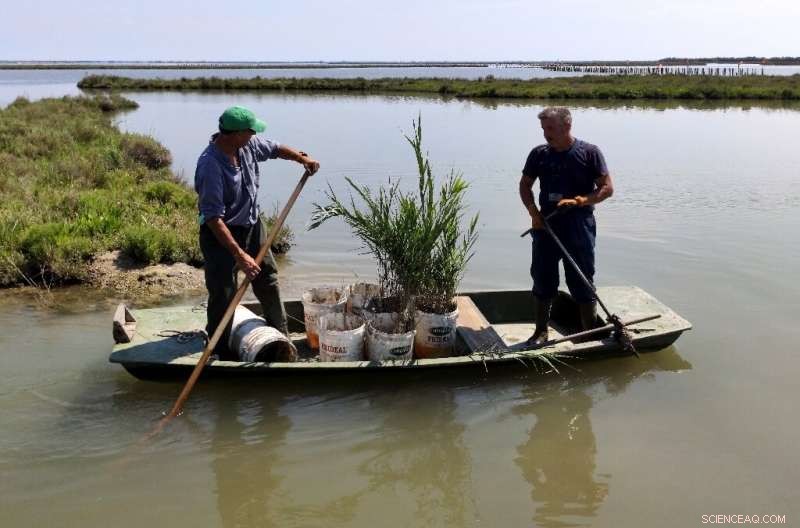 Venice Revitalizes Lagoon, Restoring Ecological Health