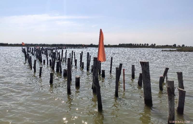 Venice Revitalizes Lagoon, Restoring Ecological Health